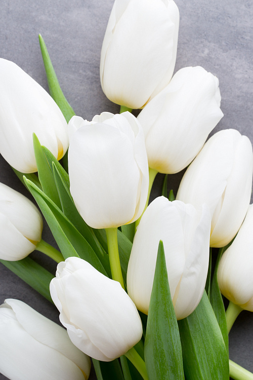 Фотообои 104270630