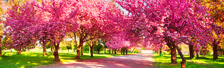 Фотообои 1055655980