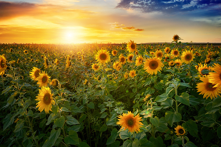 Фотообои 289479942