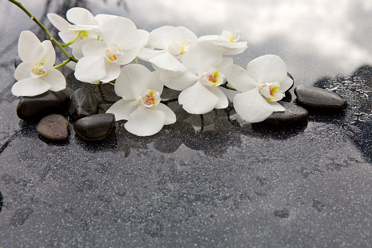 Фотообои 157507770